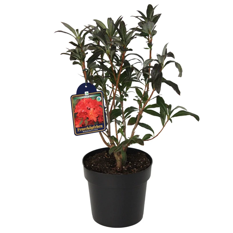 Rhododendron 'Feuerköpfchen'