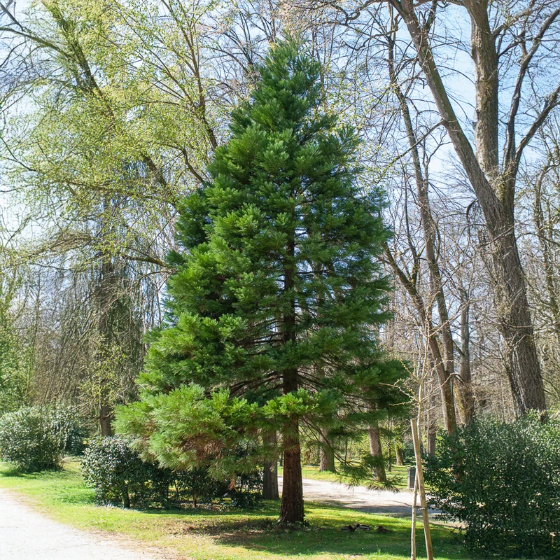 Riesenmammutbaum