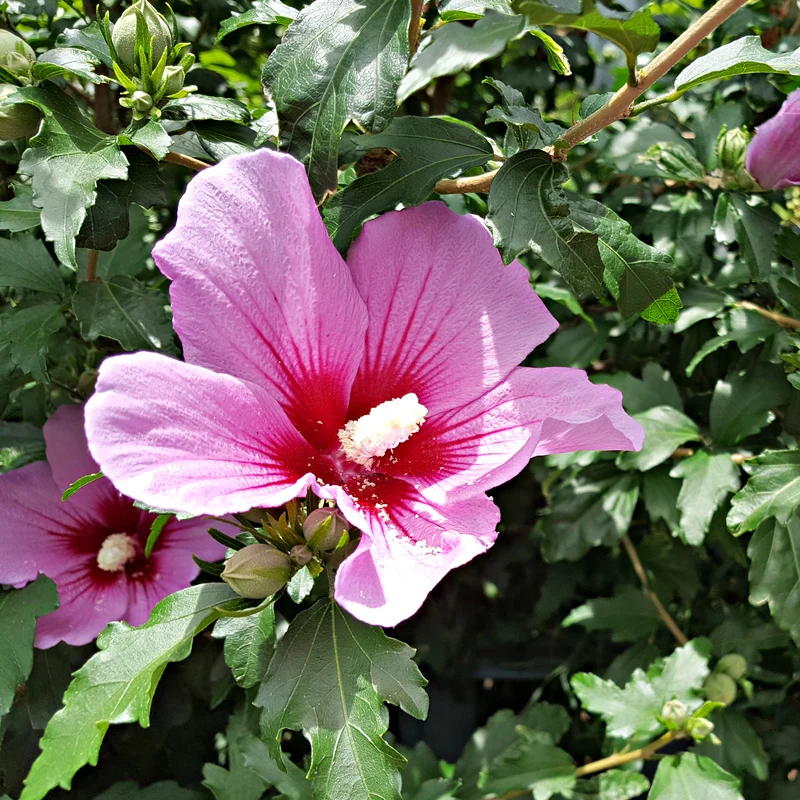 Hibiskus Flower Tower Purple®