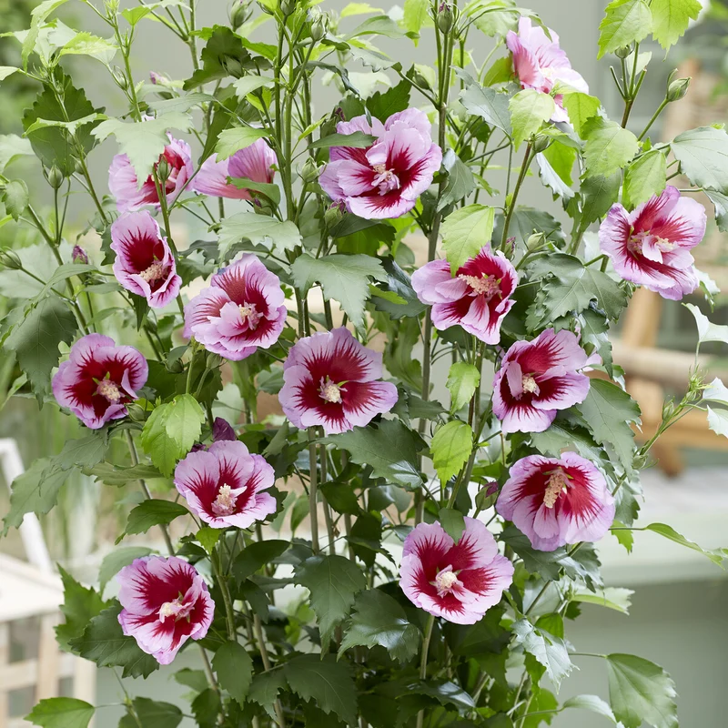 Hibiskus Flower Tower Purple®