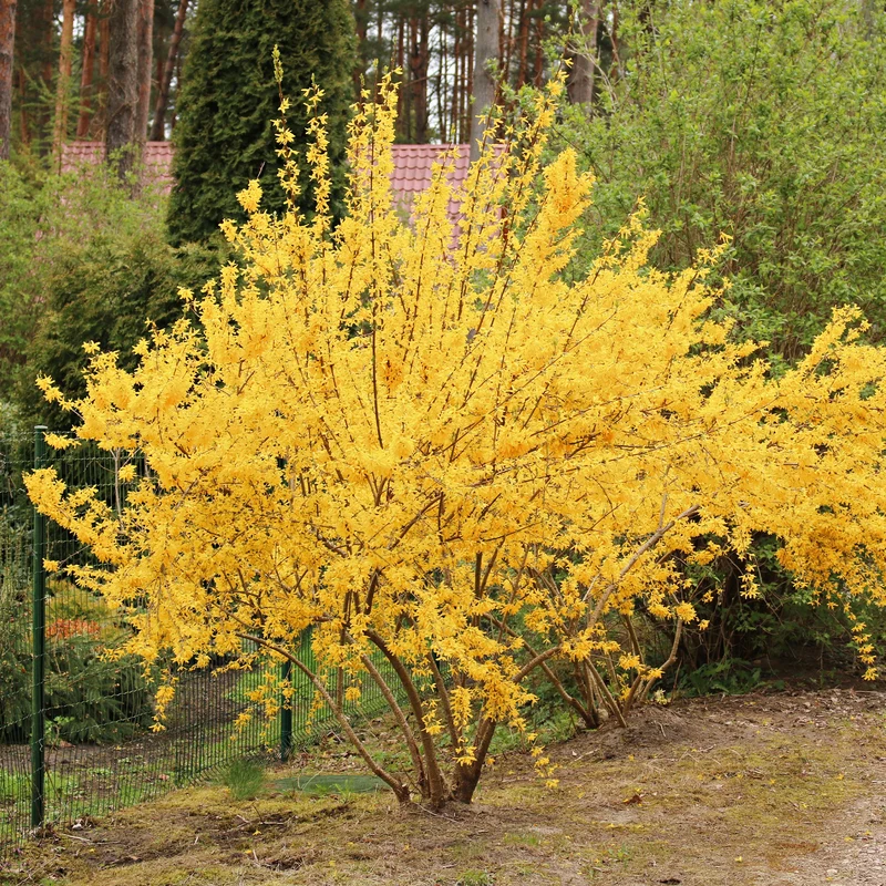 Forsythie Lynwood Gold
