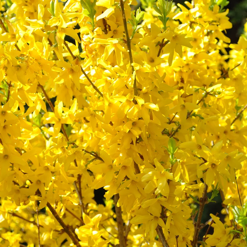 Forsythie Lynwood Gold