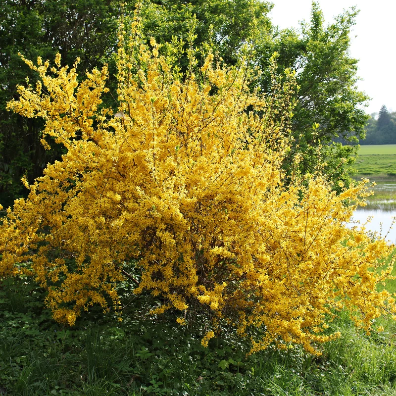 Forsythie Lynwood Gold