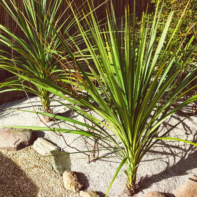 Cordyline (Kohlpalme)