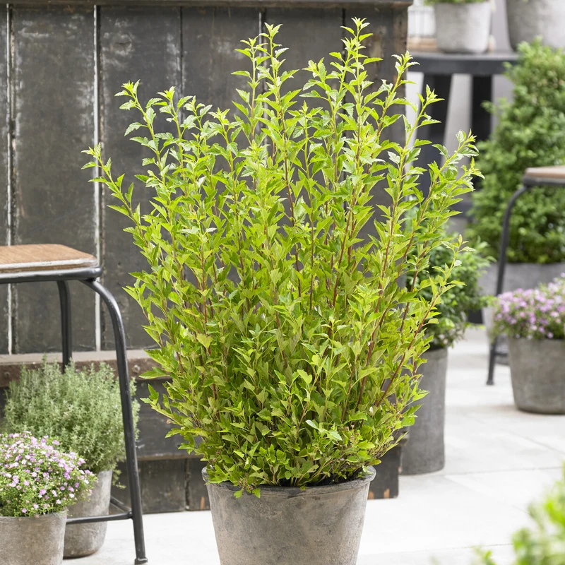Blasenspiere Little Greeny®