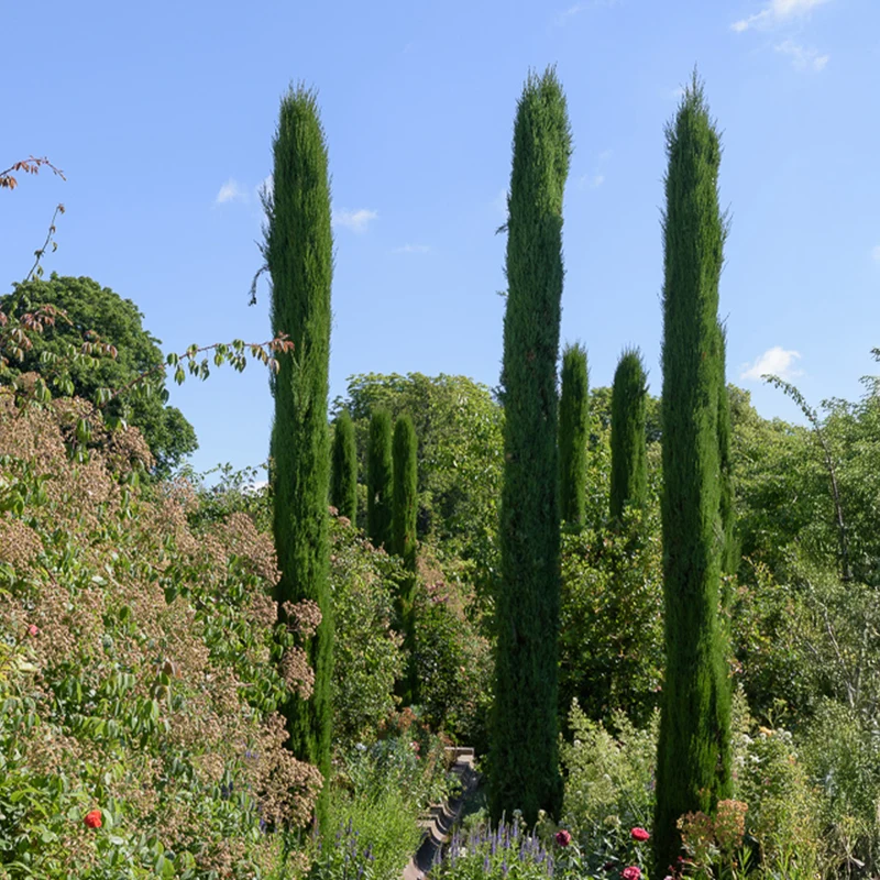 Italienische Zypresse Stricta