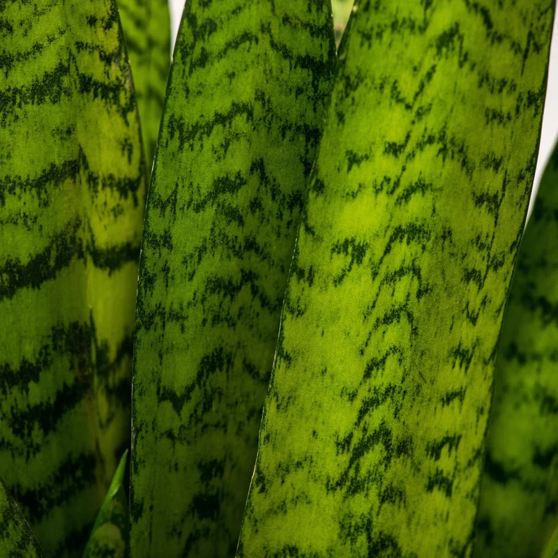 Bogenhanf