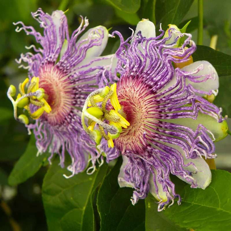 Passionsblume ‘Cooltropics Eia Popeia’®
