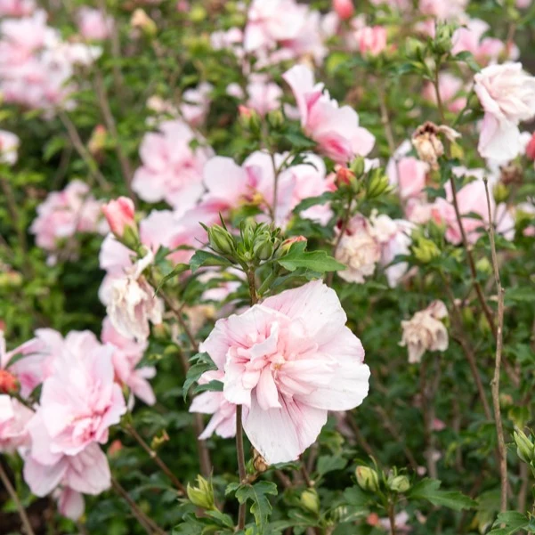 Garteneibisch ‘Pink Chiffon’