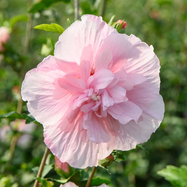 Garteneibisch ‘Pink Chiffon’