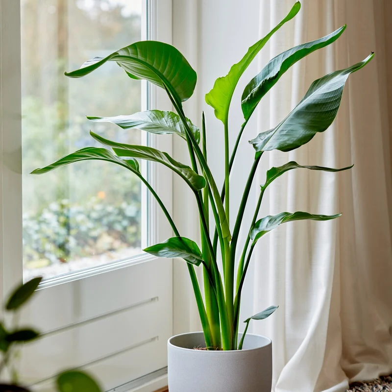 Paradiesvogelblume Strelitzia nicolai