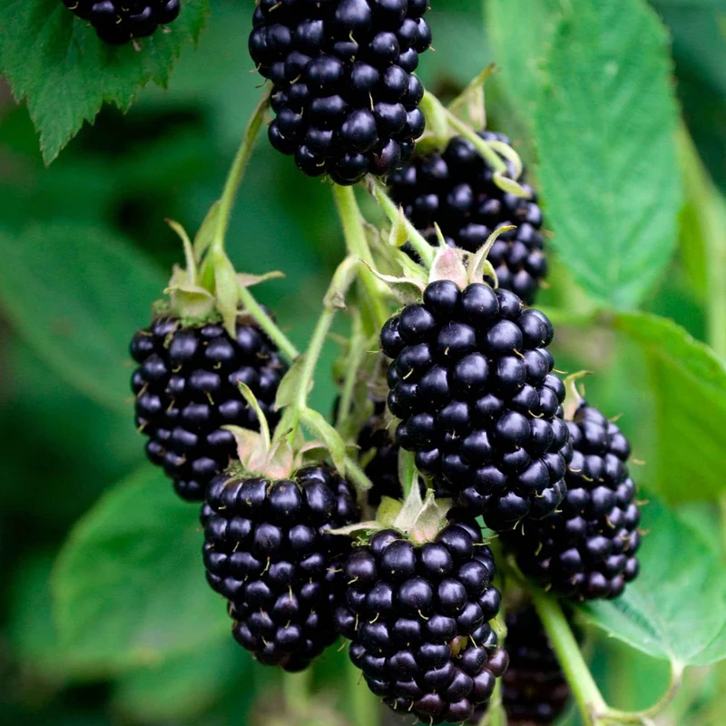 Dornenlose Brombeere 'Black Satin'