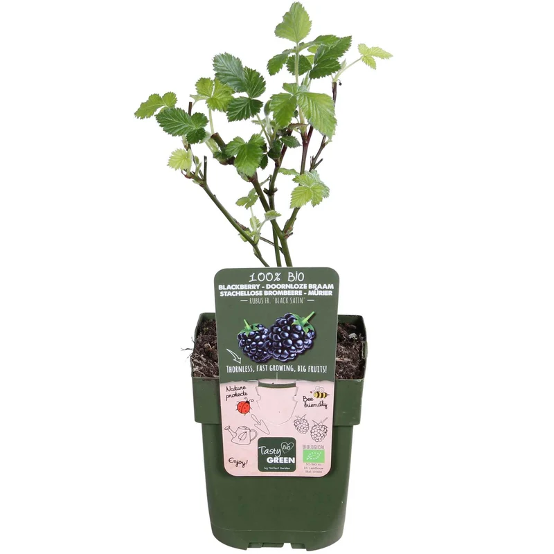 Dornenlose Brombeere 'Black Satin'