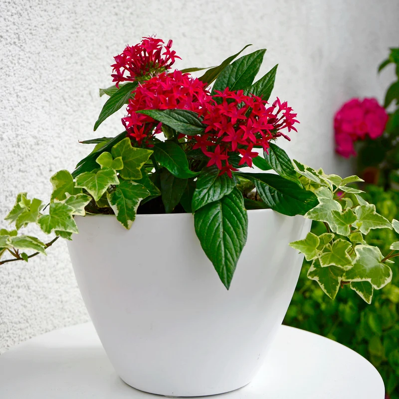 Rote Pentas - Fünfzahlstrauch