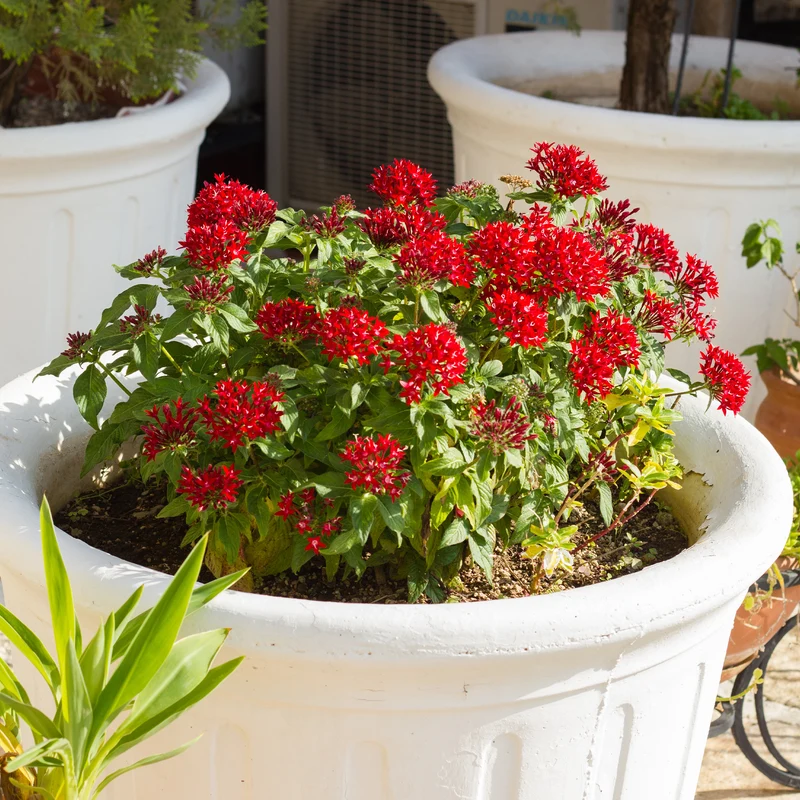 Rote Pentas - Fünfzahlstrauch