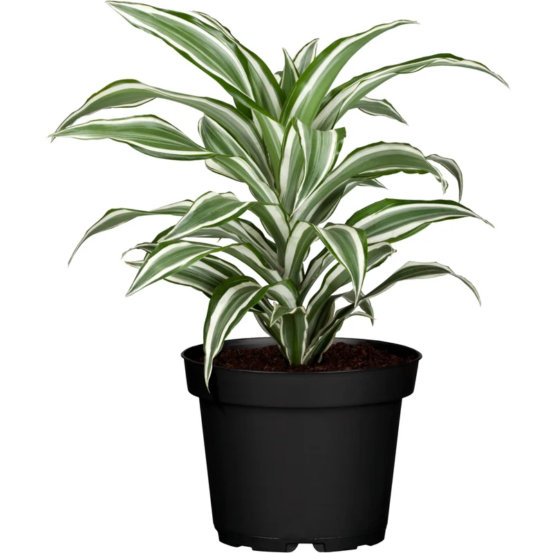 Breitblättriger Drachenbaum 'White Jewel'