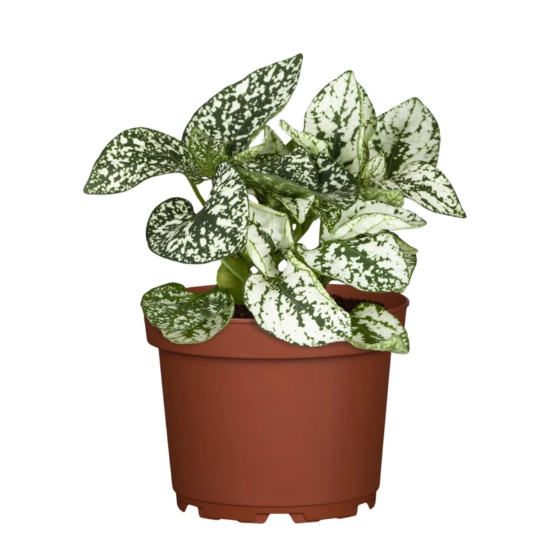 Mini-Punktblume