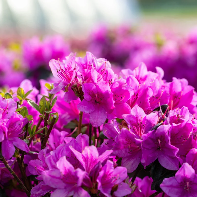 Japanische Azalee 'Lady Dark®'