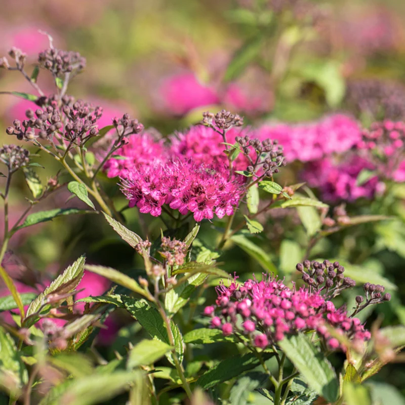 Rote Sommerspiere 'Anthony Waterer', 12 Pflanzen