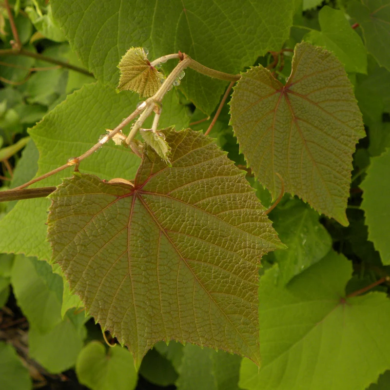 Zierwein ‚Sunningdale‘