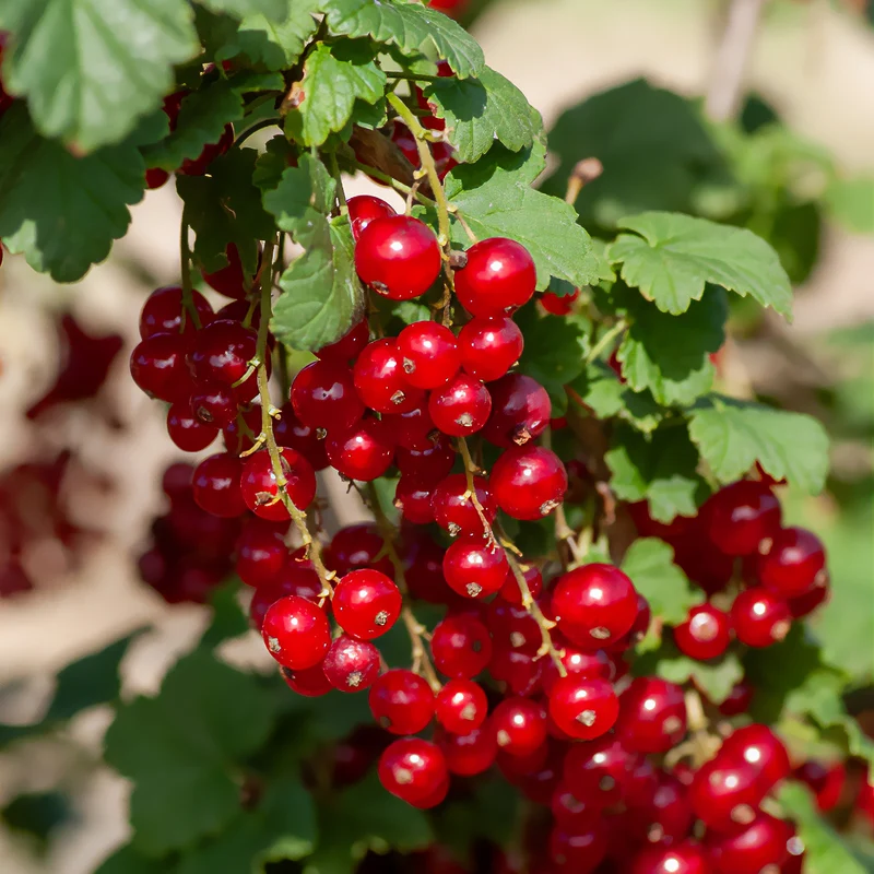 Rote Johannisbeere ‘Junifer’