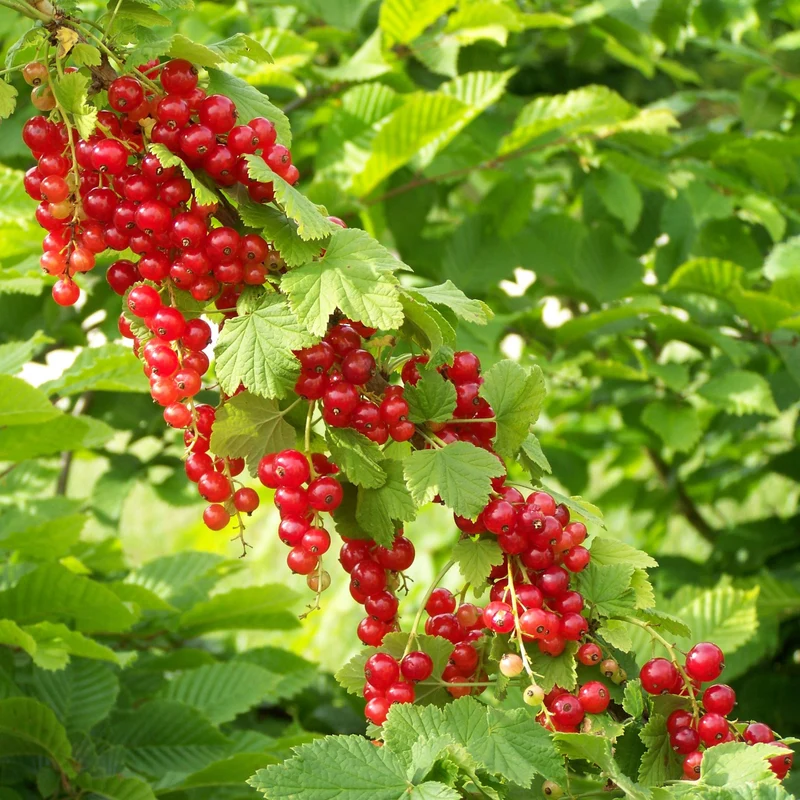 Rote Johannisbeere ‘Junifer’