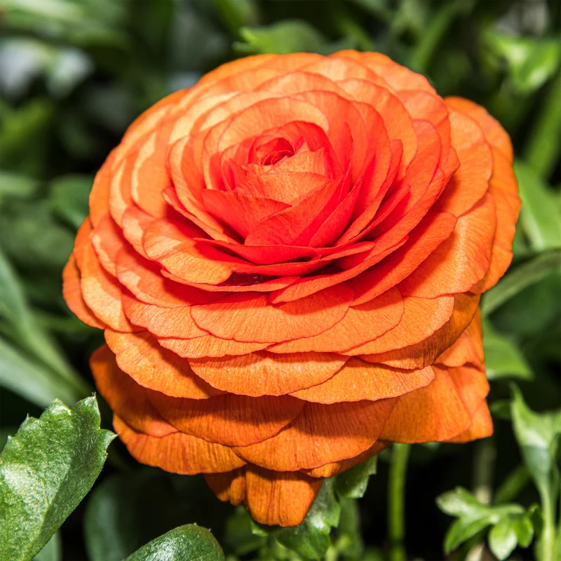 Asiatische Ranunkeln ‘Orange Flame’ (x10)