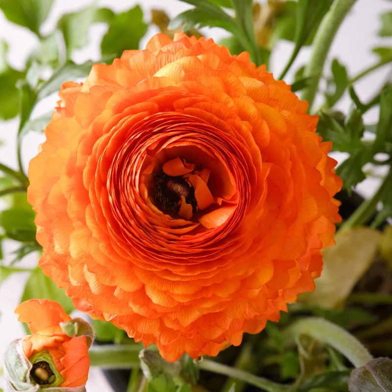 Asiatische Ranunkeln ‘Orange Flame’ (x10)