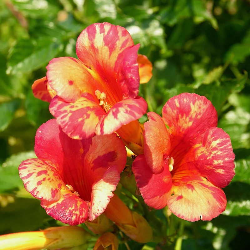 Klettertrompete ‘Orangeade’®