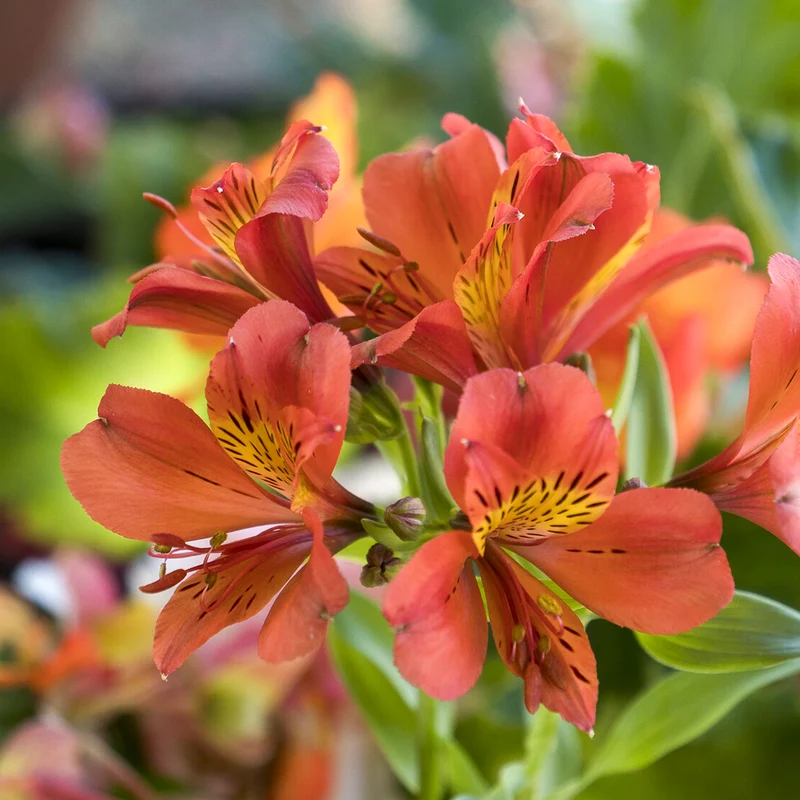 Inkalilie - Alstroemeria Majestic Brissac