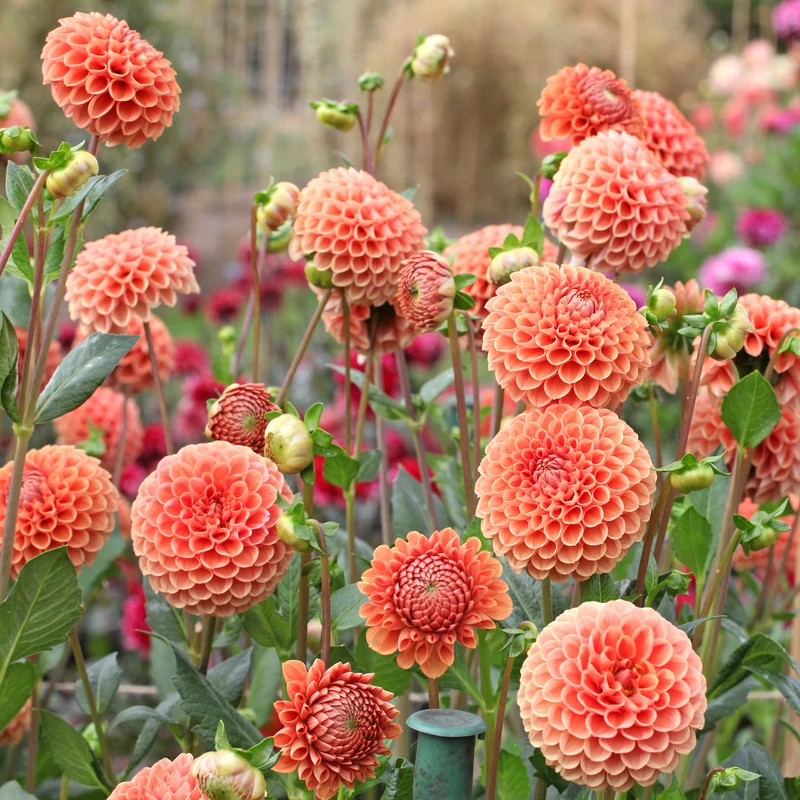 Ball-Dahlie ‘Cornel Bronze’