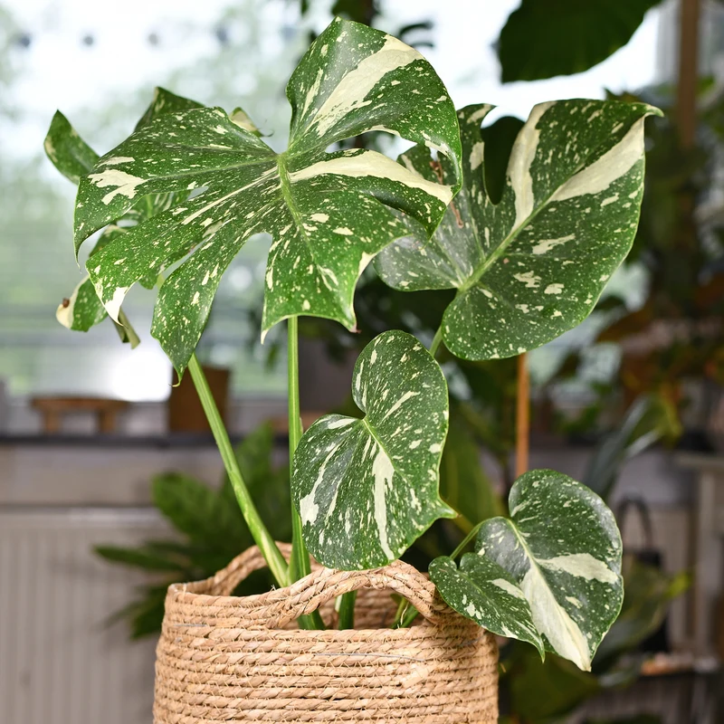 Fensterblatt 'Thai Constellation'