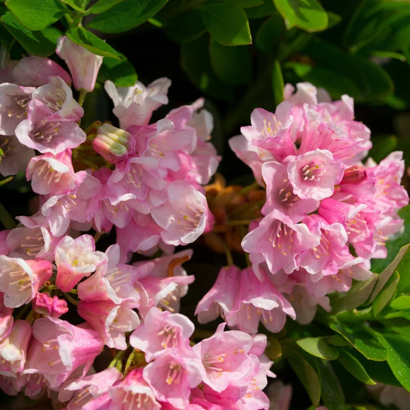 Buchsbaum-Ersatz 'Bloombux®' Kugel