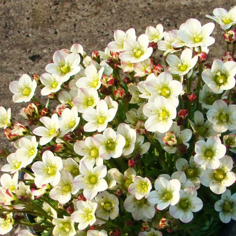 Moossteinbrech