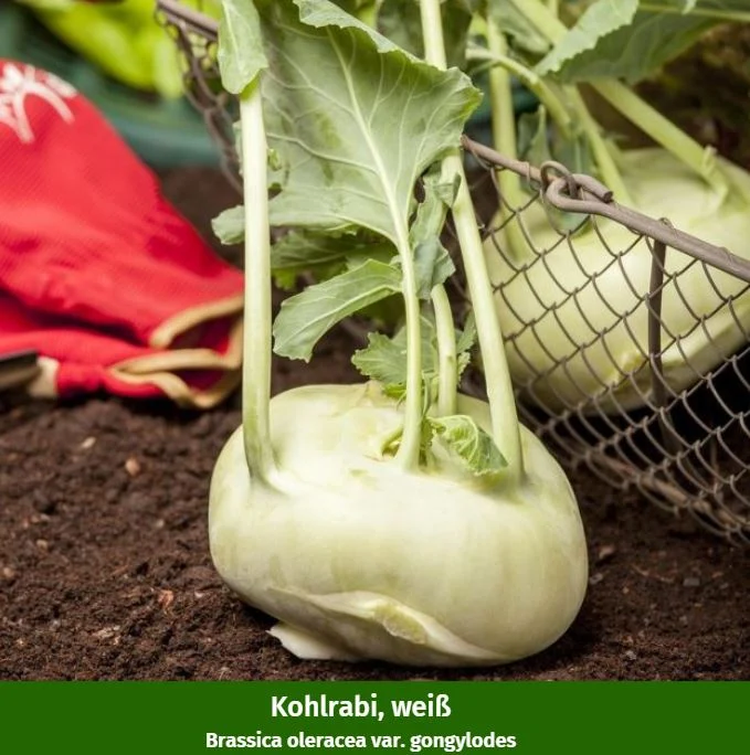 Gemüse-Set "Kohlrabi-Mix in Blau & Weiß"