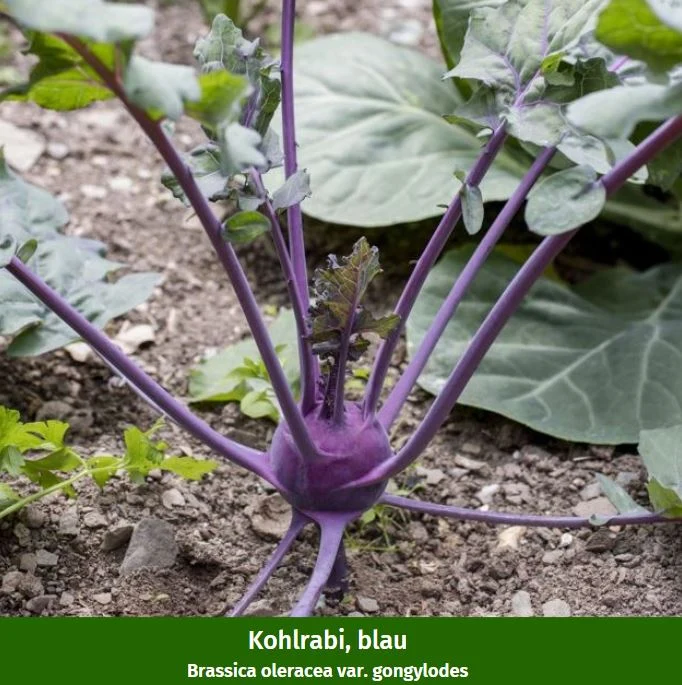 Gemüse-Set "Kohlrabi-Mix in Blau & Weiß"