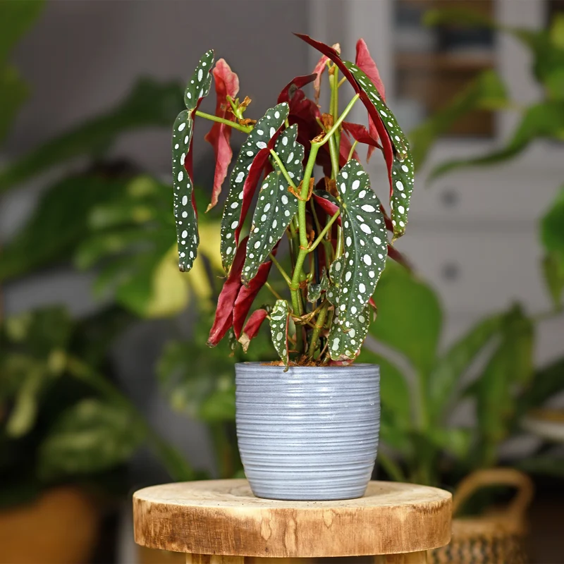 Forellenbegonie (Begonia maculata)