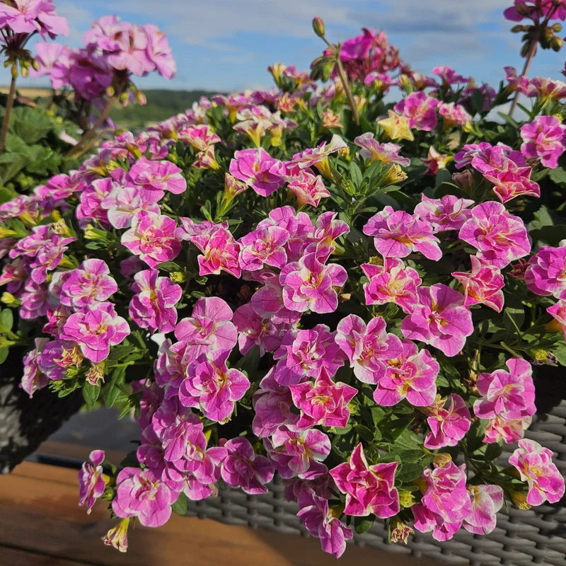 Zauberglöckchen ‘Double Loopy Pink’ (x3)