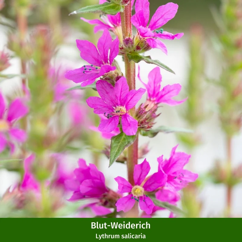 Staudenbeet "Wildstauden für die Sonne"