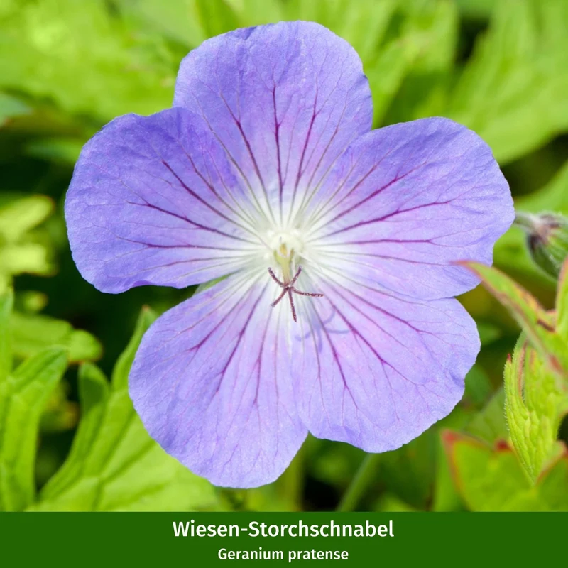 Staudenbeet "Romantischer Bauerngarten"