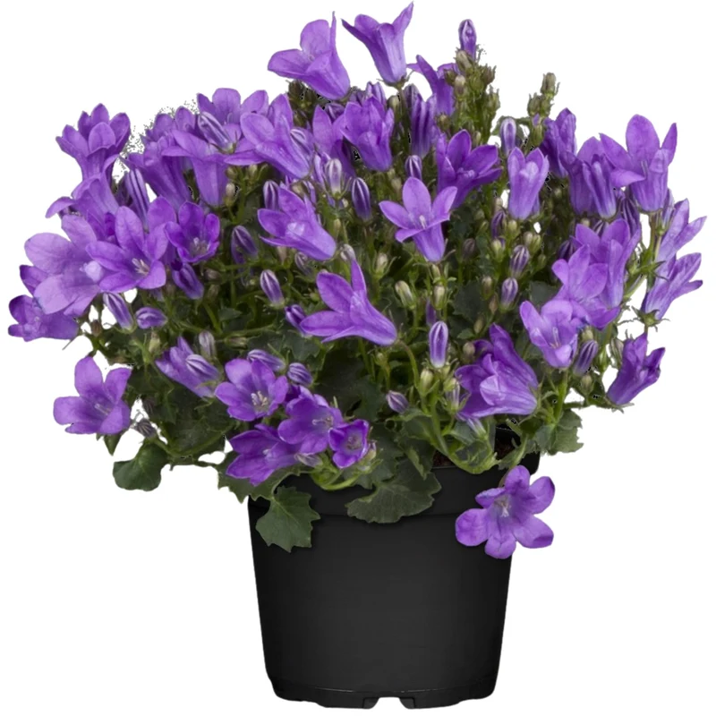 Mini-Polster-Glockenblume