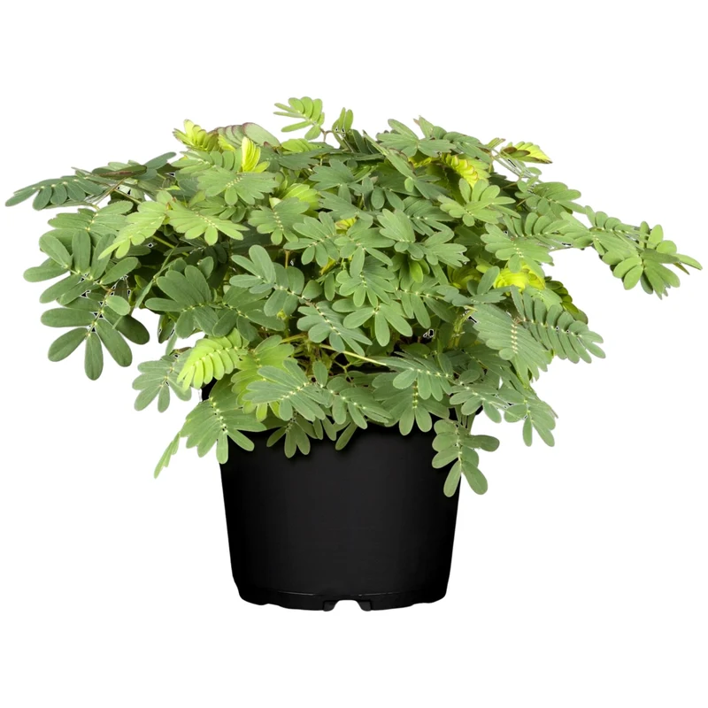 Mini-Mimose