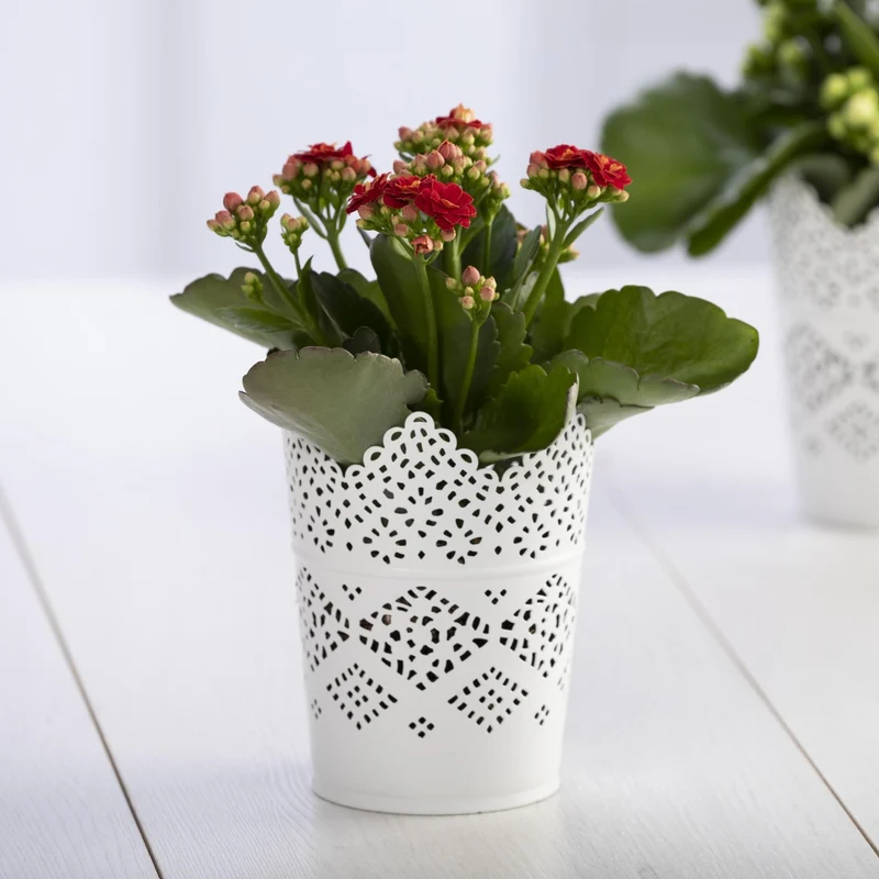 Mini-Flammendes Käthchen