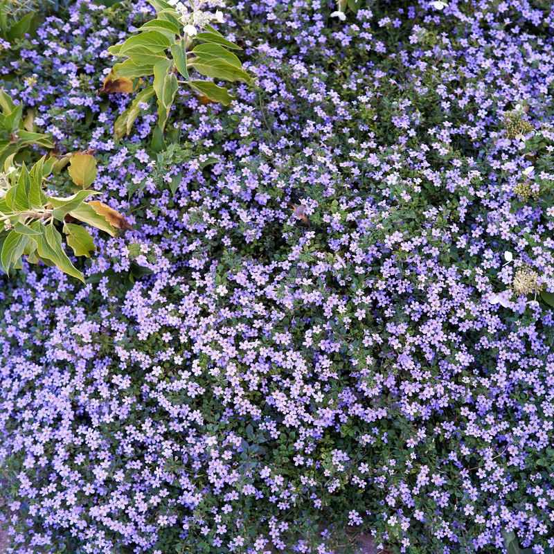 Bacopa Blau
