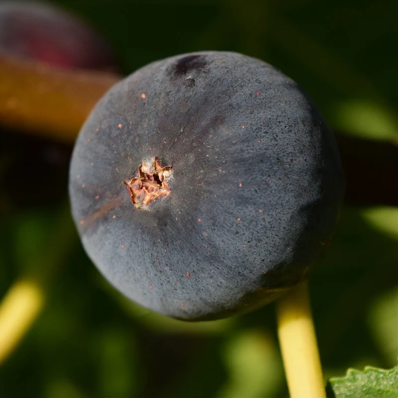 Feige ‘Ronde de Bordeaux’