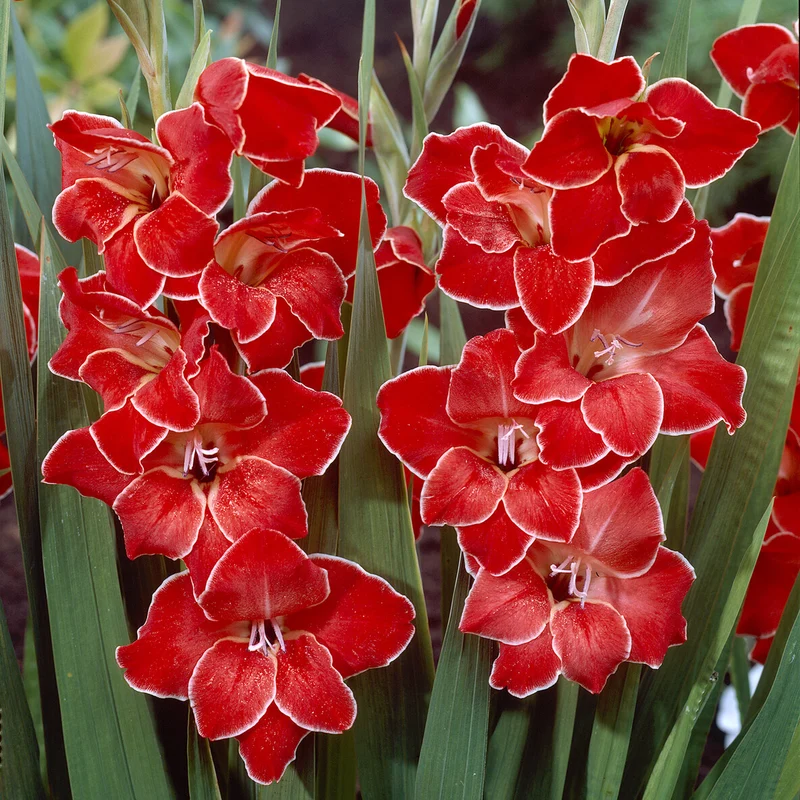 Gladiolen ‘Atom’ (x15)