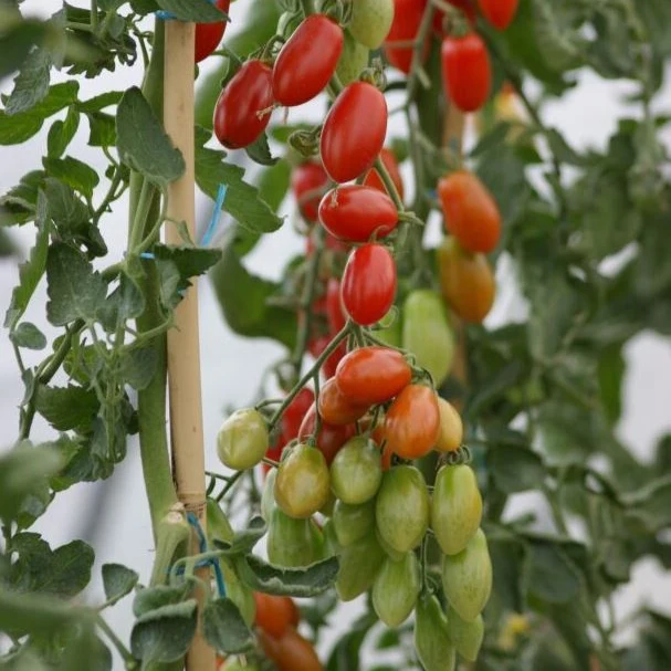 Cherrytomate 'Trilly', F1, veredelt