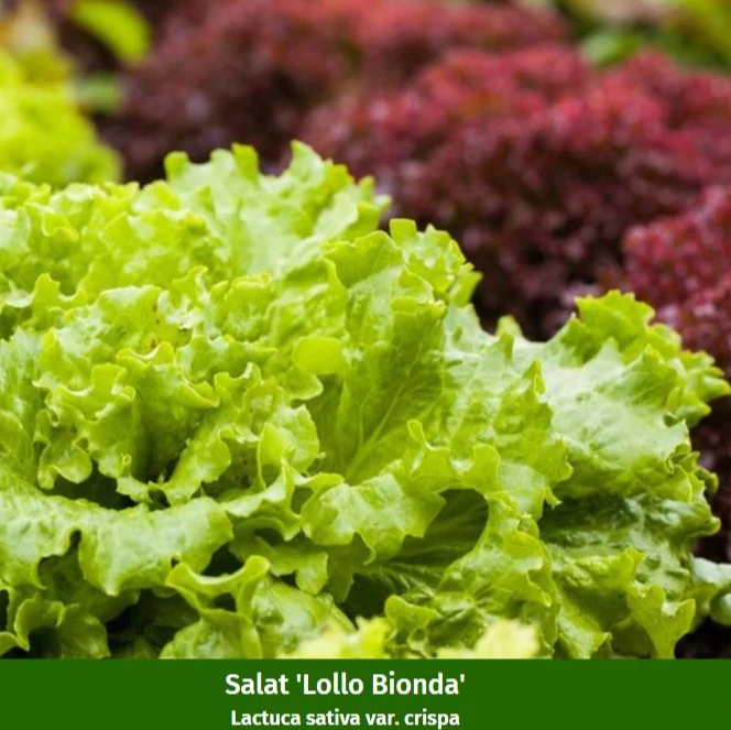 Gemüse-Set "Pflücksalat-Mix"