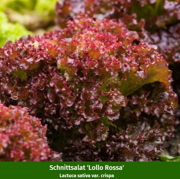 Gemüse-Set "Pflücksalat-Mix"