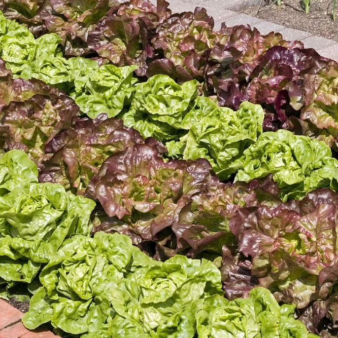 Gemüse-Set "Kopfsalat-Mix"